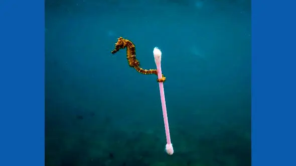  اسب دریایی با یک  گوش پاک کن