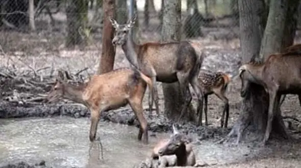 گوزن های زرد در سیل دز از فنس ها گریخته اند + جزییات