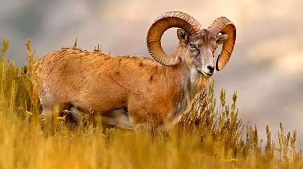 دستگیری شکارچی غیر مجاز قوچ وحشی در حیات وحش حیدری نیشابور 