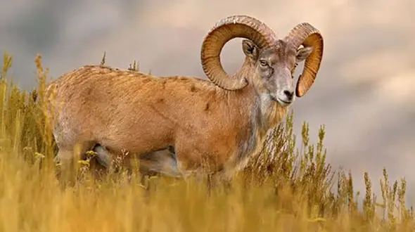 دستگیری شکارچی غیر مجاز قوچ وحشی در حیات وحش حیدری نیشابور 