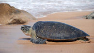 سواحل سیستان وبلوچستان زیستگاه مناسب پنج گونه لاک‌پشت‌دریایی