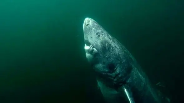 پیرترین کوسه گرینلند 512 ساله است