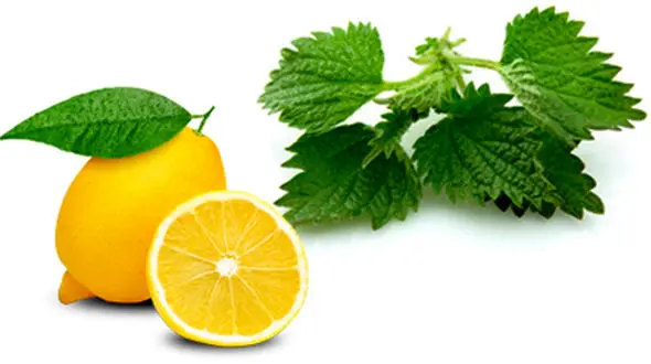 معرفی 4 آنتی هیستامین طبیعی 