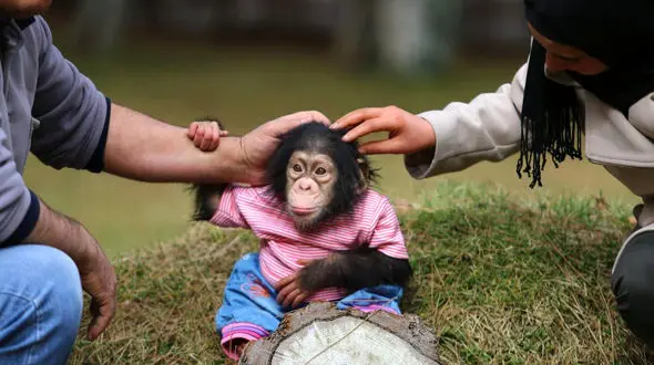 مردی که با آغوش باز سرپرستی بچه شامپانزده را قبول کرد +تصاویر