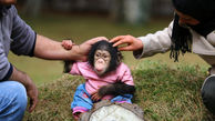 مردی که با آغوش باز سرپرستی بچه شامپانزده را قبول کرد +تصاویر