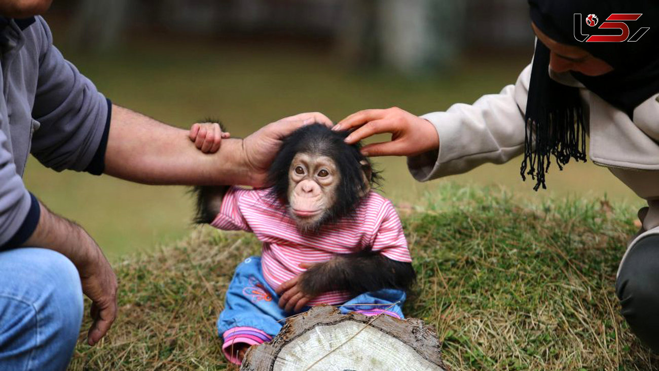 مردی که با آغوش باز سرپرستی بچه شامپانزده را قبول کرد +تصاویر