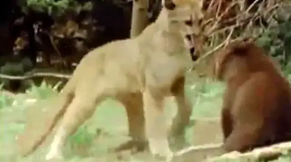 فیلم نبرد بچه خرس و بچه شیر
