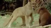فیلم نبرد بچه خرس و بچه شیر