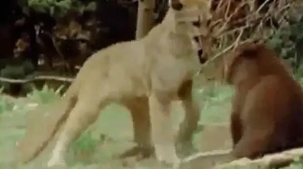 فیلم نبرد بچه خرس و بچه شیر