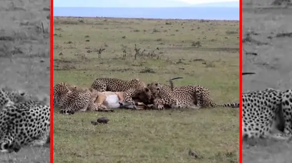 فیلم چهار یوزپلنگ در حال خفه کردن غزال