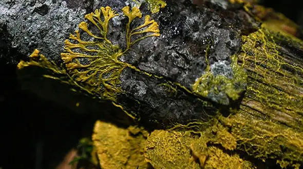 موجودی عجیب با ظاهری فرازمینی در باغ‌وحش پاریس! + تصاویر