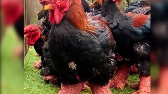 از استتار حیوانات تا طوطی خواننده