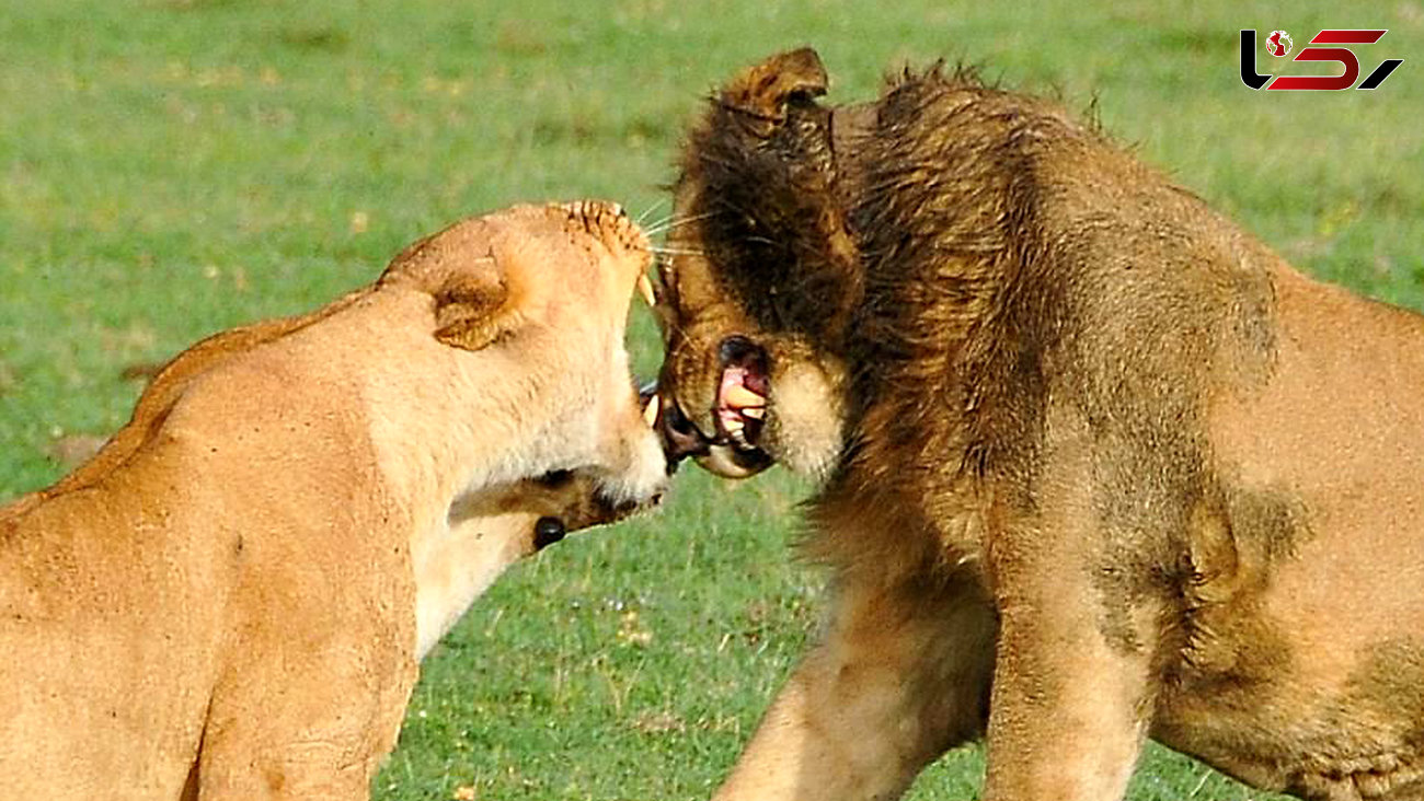 دعوای زن و شوهری 2 شیر در حیات وحش+تصاویر دیدنی