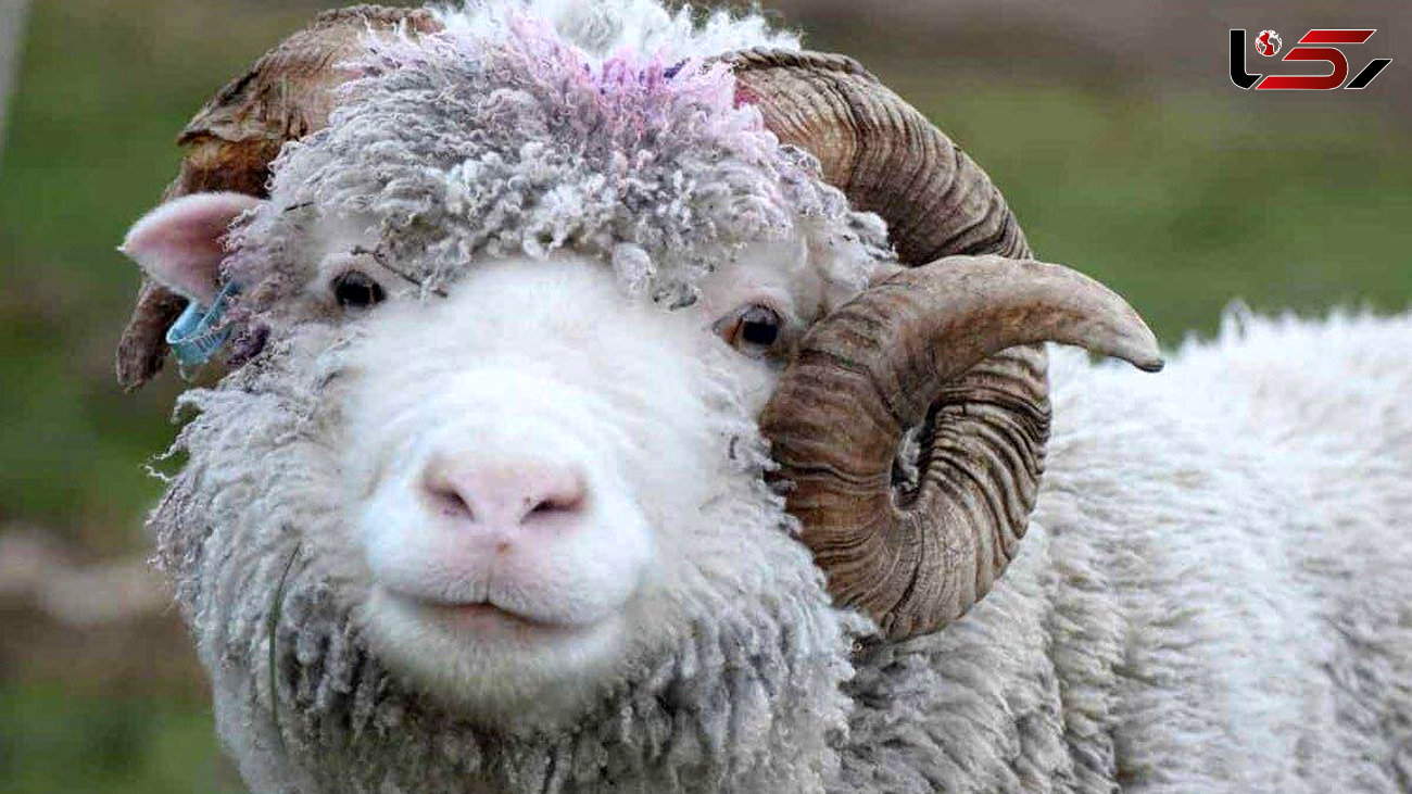 آیا می دانید صادرات این گوسفند اعدام داشت؟ / عکس