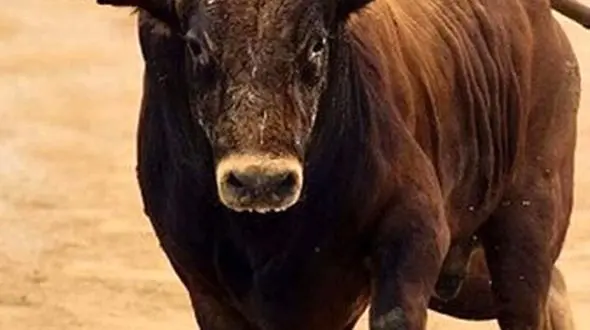 طوطی آوازخوان و گاو خشمگین: از موسیقی به جنگ شاخ‌ها