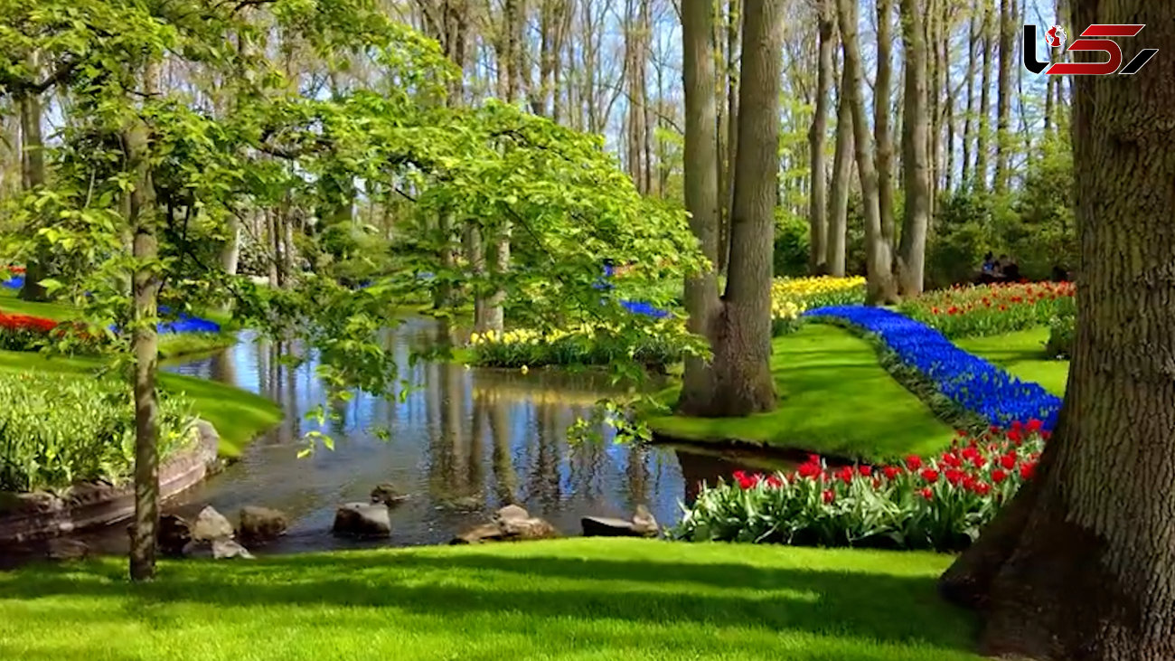 ببینید / موسیقی بی کلام شاد و تصاویر زیبا از باغ گل کوکنهف هلند + فیلم 