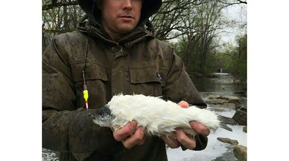 ماهی عجیبی که پشمالو است+عکس