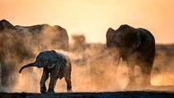 دوش گرفتن فیل‌ها با گرد و خاک+ عکس