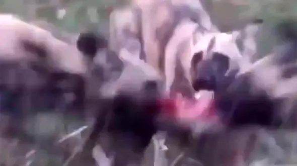 فیلم دلخراش از تکه تکه شدن آهو توسط سگ‌های وحشی  