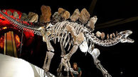 کشف کهن ترین گونه دایناسور + عکس