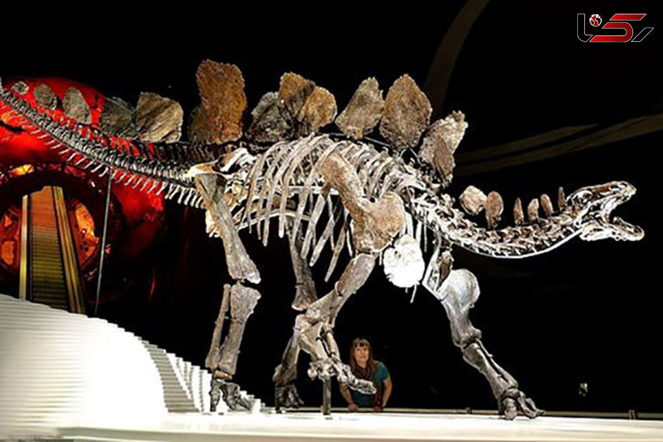 کشف کهن ترین گونه دایناسور + عکس