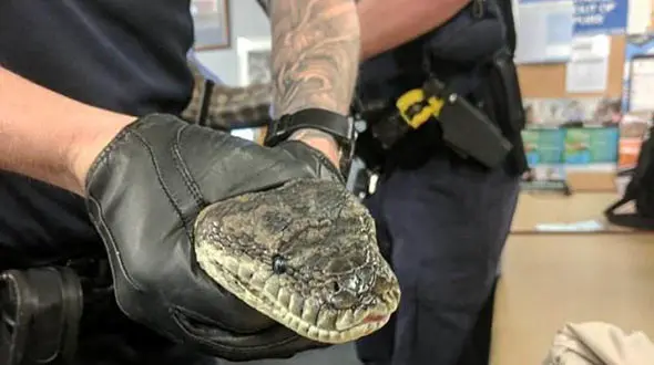 2 مار پیتون 15 کیلویی در خانه‌ای پیدا شدند + تصاویر