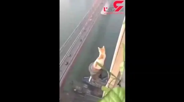 آزاد شدن آدرنالین در بدن با دیدن این  ویدئو