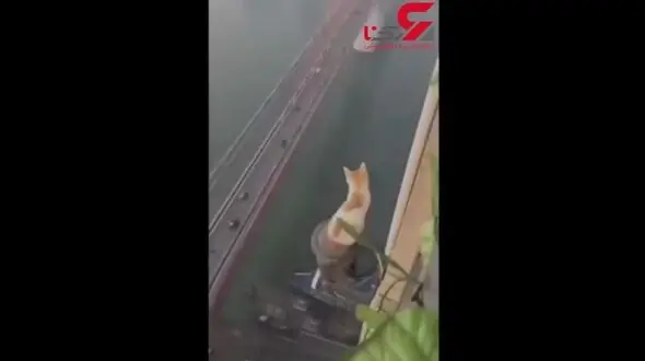 آزاد شدن آدرنالین در بدن با دیدن این  ویدئو