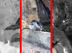 فیلم تولد ۲۵ سالگی پنگوئن آبی باغ وحش سینسیناتی