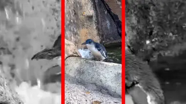 فیلم تولد ۲۵ سالگی پنگوئن آبی باغ وحش سینسیناتی