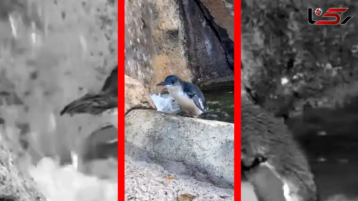 فیلم تولد ۲۵ سالگی پنگوئن آبی باغ وحش سینسیناتی