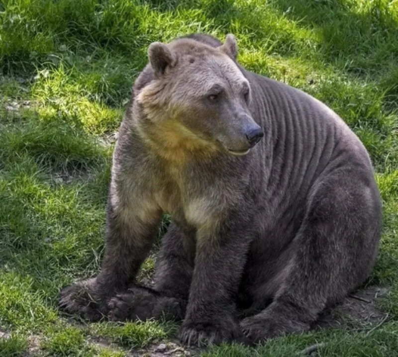 خرس پیزلی (Pizzly Bear)