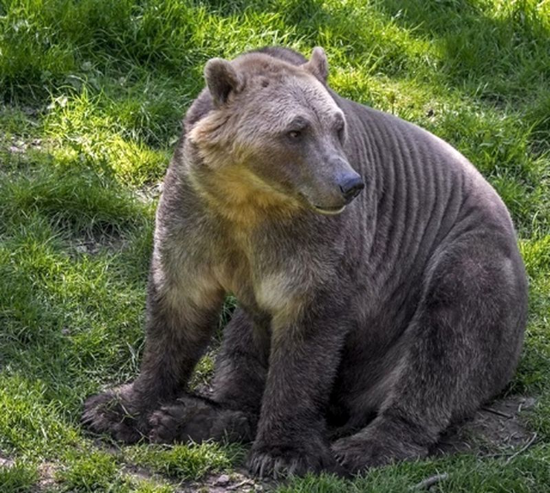 خرس پیزلی (Pizzly Bear)