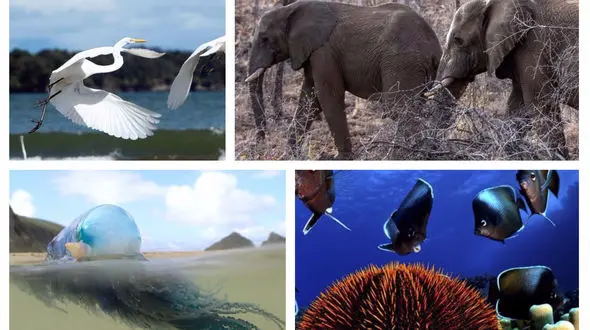 تصاویر برتر حیات وحش جهان در هفته ای که گذشت
