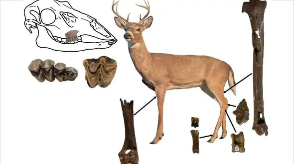 کشف فسیل ۵ میلیون ساله یک گوزن 