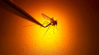 رهاسازی اولین پشه‌های اصلاح ژنتیکی شده 