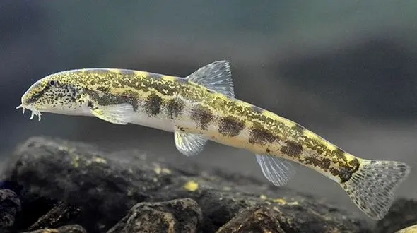 فیلم استتار سگ ماهی 