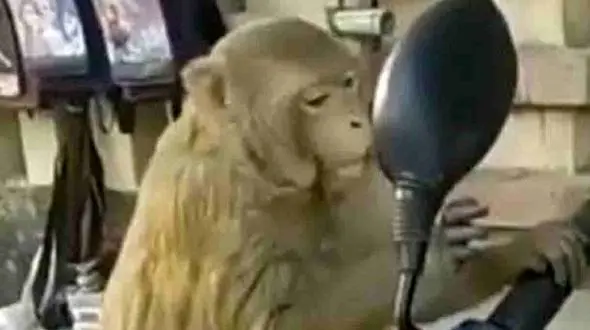 وقتی میمون با خودش در آینه رو در رو می شود + فیلم