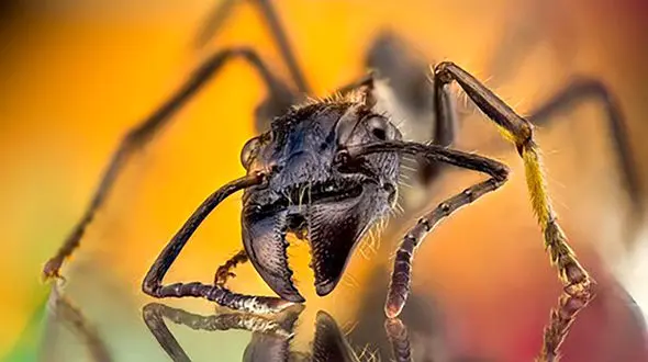 حشره قاتل چیست؟ بررسی خصوصیات + عکس