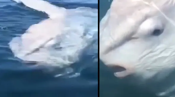 رویارویی شکارچیان با ماهی غول پیکر + فیلم