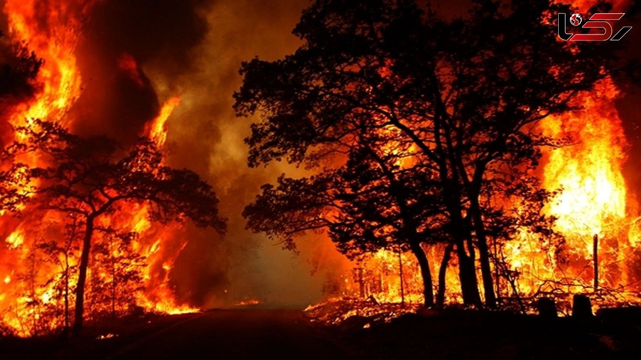 سازمان مدیریت بحران آتش سوزی جنگل ها را جدی نمی گیرد / فقط سازمان جنگل ها مسئول اطفای حریق نیست 
