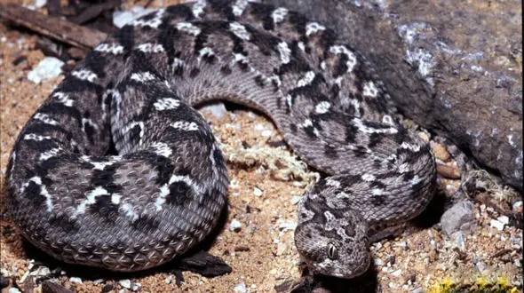 فیلم غول پیکرترین مار جهان / با 13 متر طول و 1135 کیلو وزن !