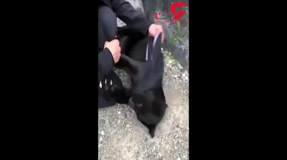 بازی نفیسه روشن با پلنگ سیاه وحشی +فیلم 