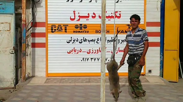شکار موش 27 کیلویی در بوشهر+ عکس
