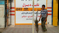شکار موش 27 کیلویی در بوشهر+ عکس