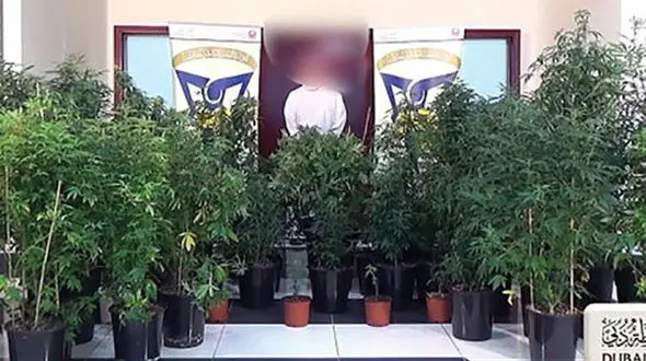 کشف مزرعه خانگی ماری جوانا در امارات