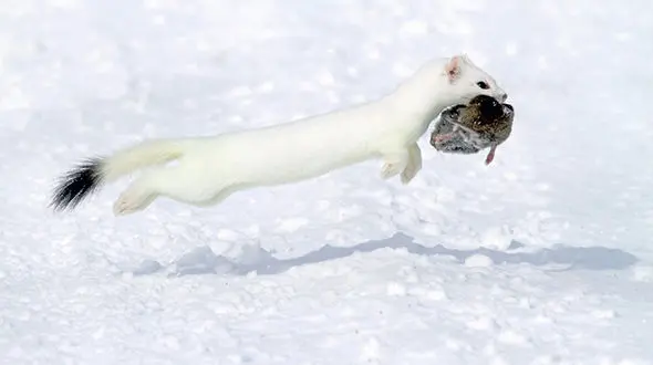 قاقم شکارچی