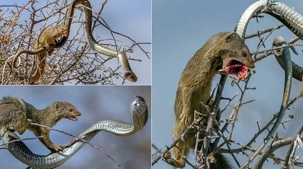 شکار مار بوم توسط میمون پوزه دراز