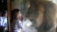 واکنش عجیب شیر پس از بوسه دختر کوچک در باغ وحش