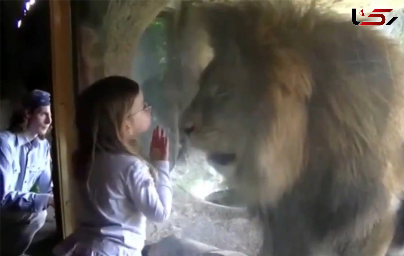 واکنش عجیب شیر پس از بوسه دختر کوچک در باغ وحش